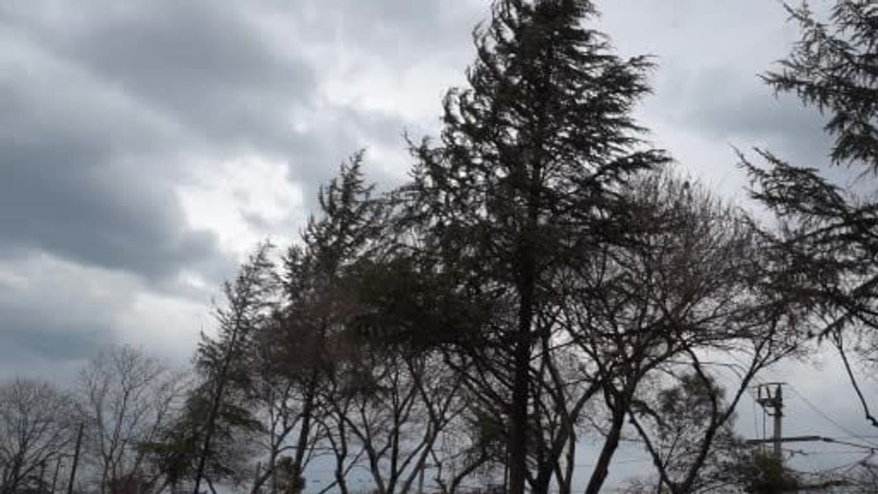 Sakarya'da Şiddetli Rüzgar Hayatı Olumsuz Etkiledi, Ağaçlar Devrildi