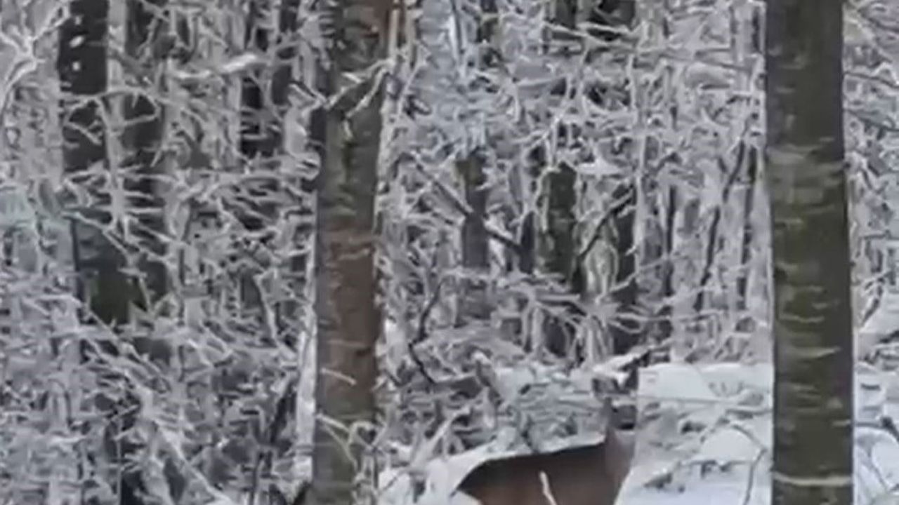 Sakarya Geyve'de Kar Altında Yaban Hayvanlarına Yem Bırakan Vatandaş İki Geyikle Karşılaştı