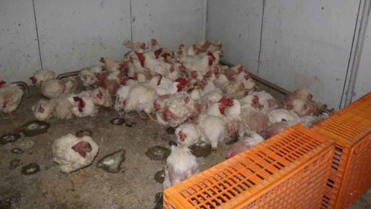 Sakarya Taraklı'da Ölü Tavuklar: Çiftliğe Biyogüvenlik Kısıtlaması ve Adli İşlem