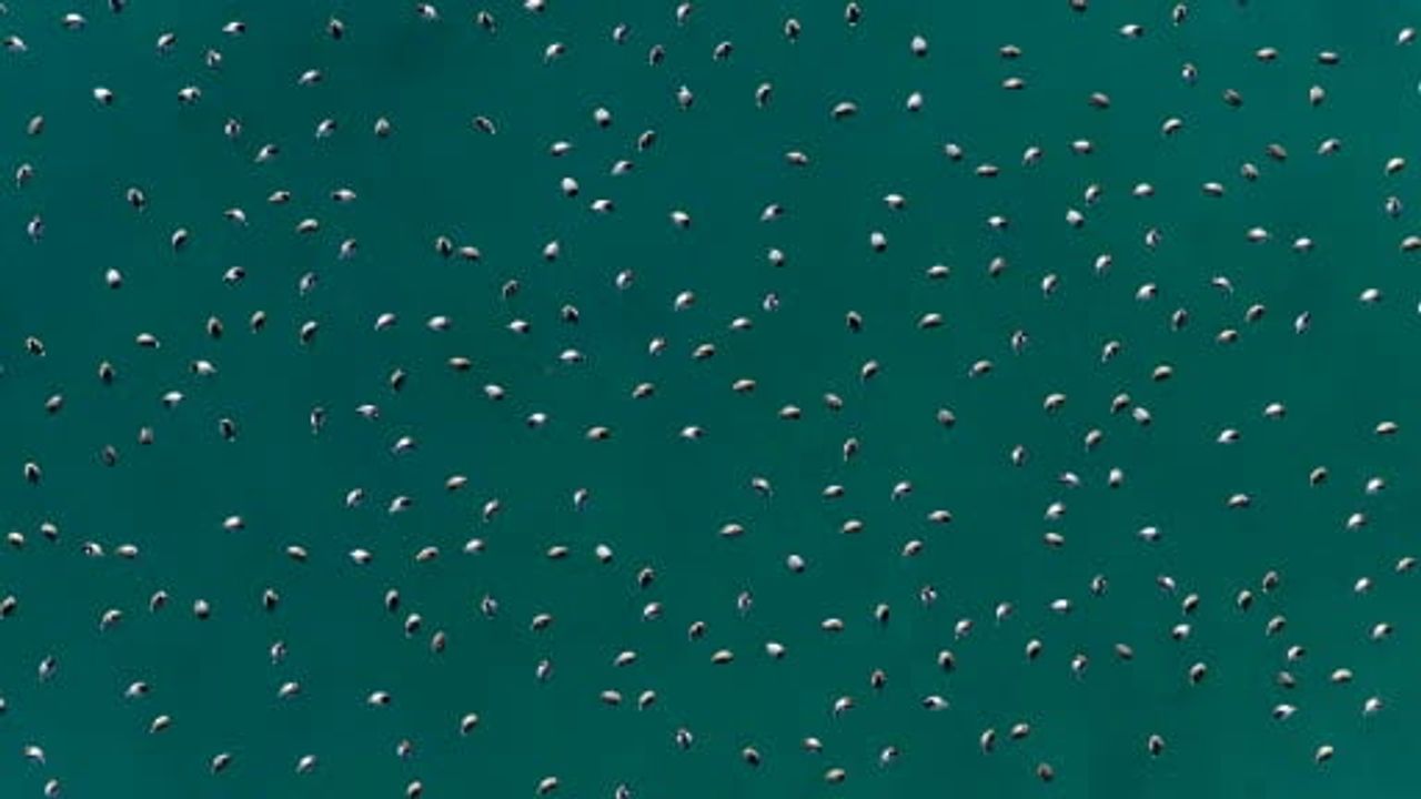 Salda Gölü'nde Elmabaş Patka Sürüleri Drone ile Havadan Görüntülendi