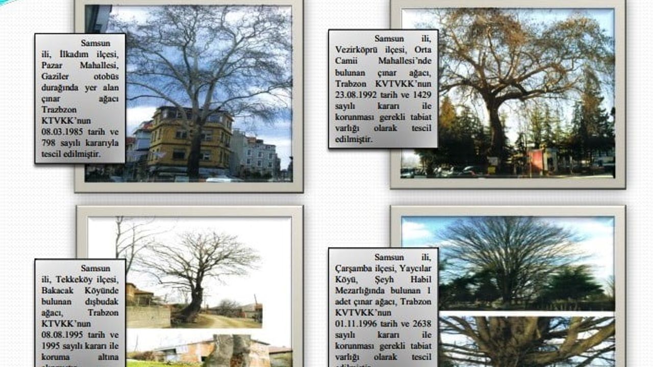 Samsun'da 160 Yıllık Anıt Çınar Kale Mahallesi'nde Dimdik