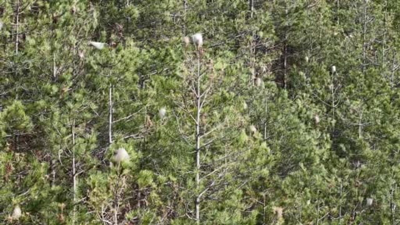 Samsun’da Çam Kese Tırtılı İstilası: Orman ve İnsan Sağlığı Tehdidi