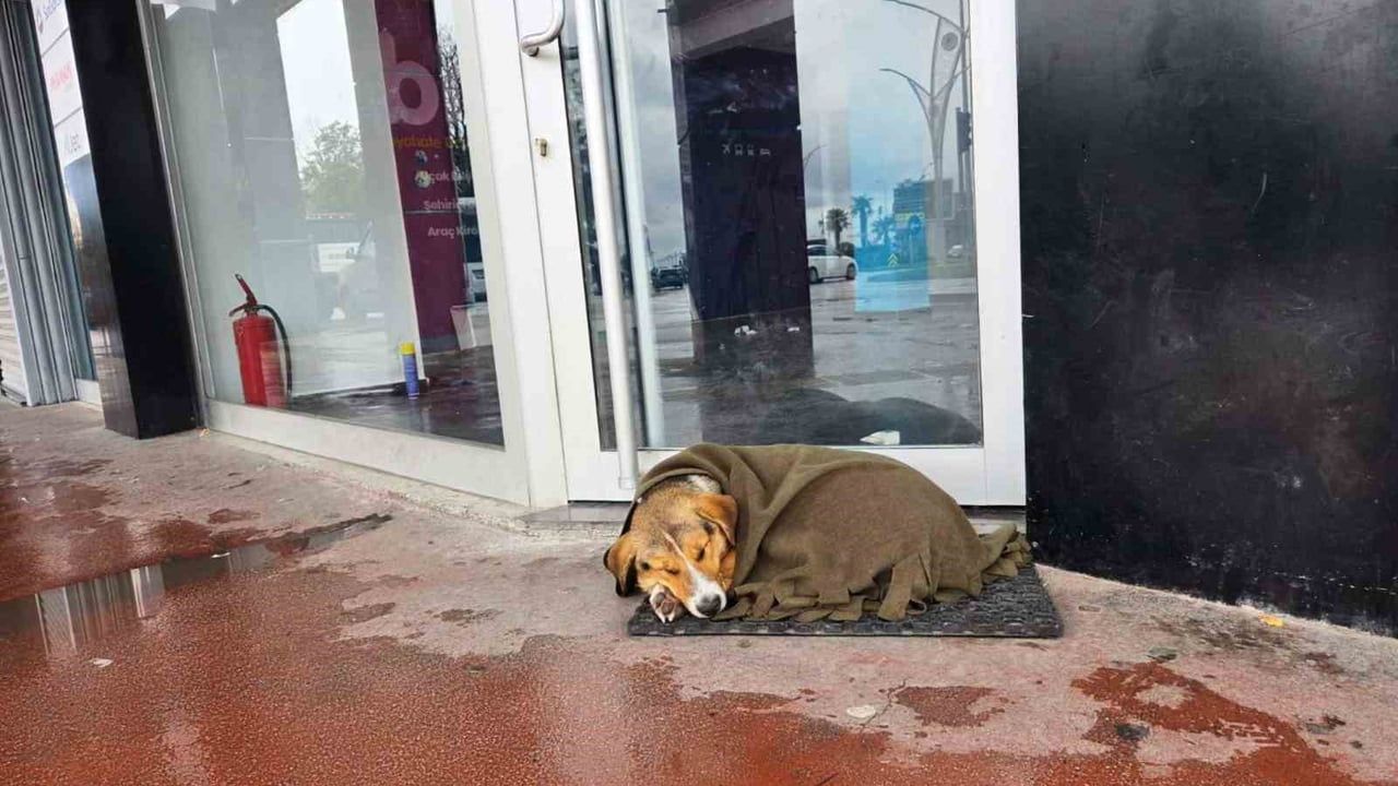 Samsun'da Esnaftan İç Isıtan Hareket: Titreyen Köpeğe Şal