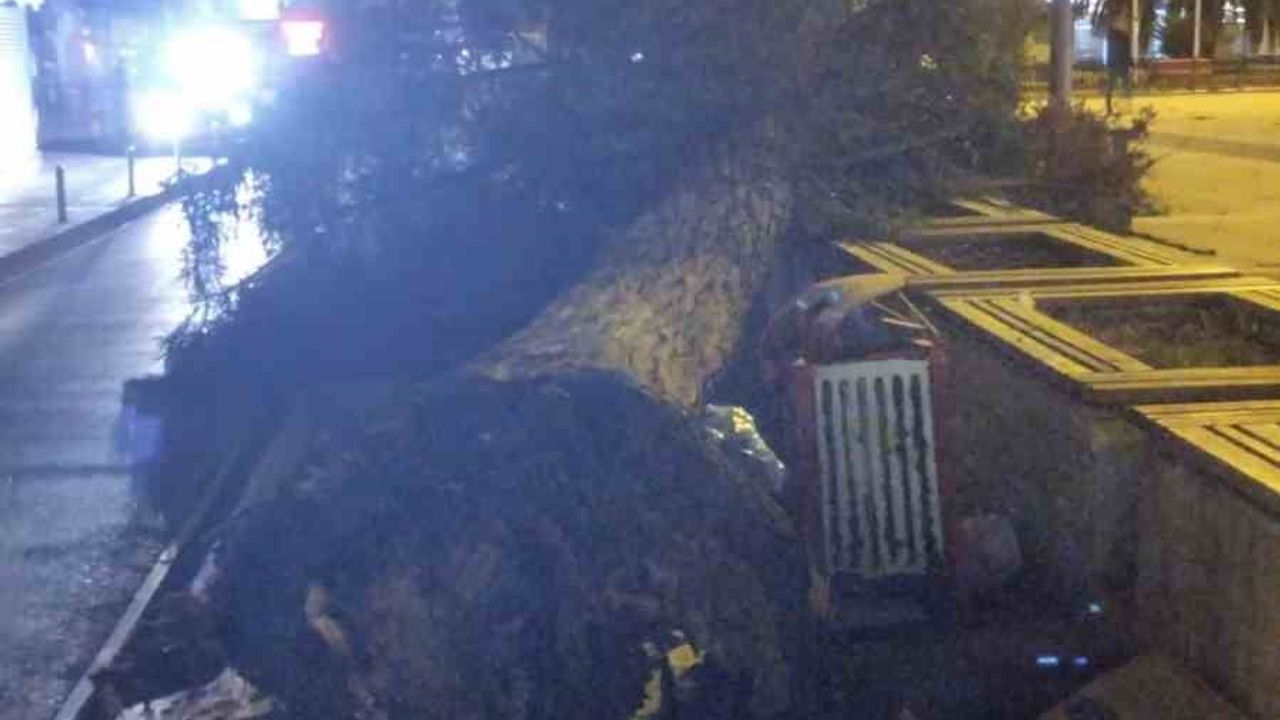 Samsun'da Fırtına: Cumhuriyet Meydanı'nda Çam Ağacı Kökünden Devrildi