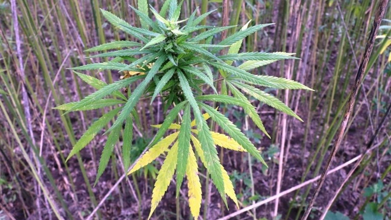 Samsun'da Kenevir Üretim Başvurularında Son Gün: 1 Nisan 2026