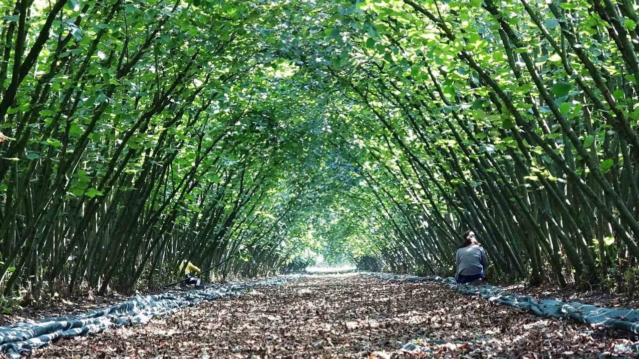 Samsun'da KKYDP ile kırsala 33 milyon 641 bin lira hibe