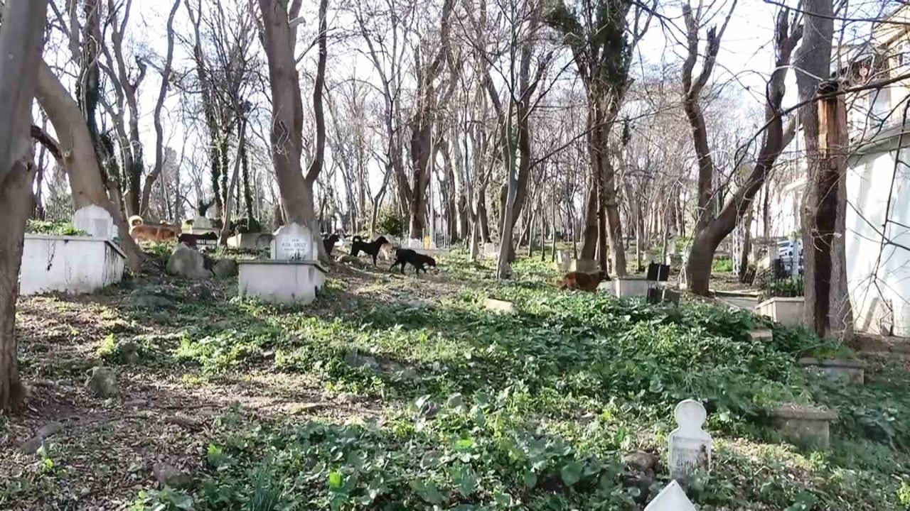 Samsun'da Mezarlığı Mesken Tutan Sürü Halindeki Başıboş Köpekler Ekipleri Görünce Kaçtı