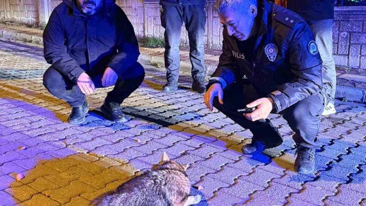 Samsun'da Şehre İnmiş Çakala Polis Şefkati