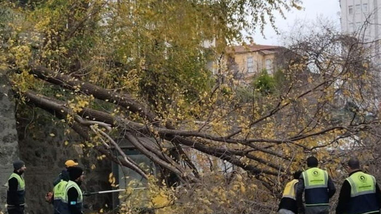 Samsun'da şiddetli rüzgar 100. Yıl Bulvarı'nda ağacı devirdi