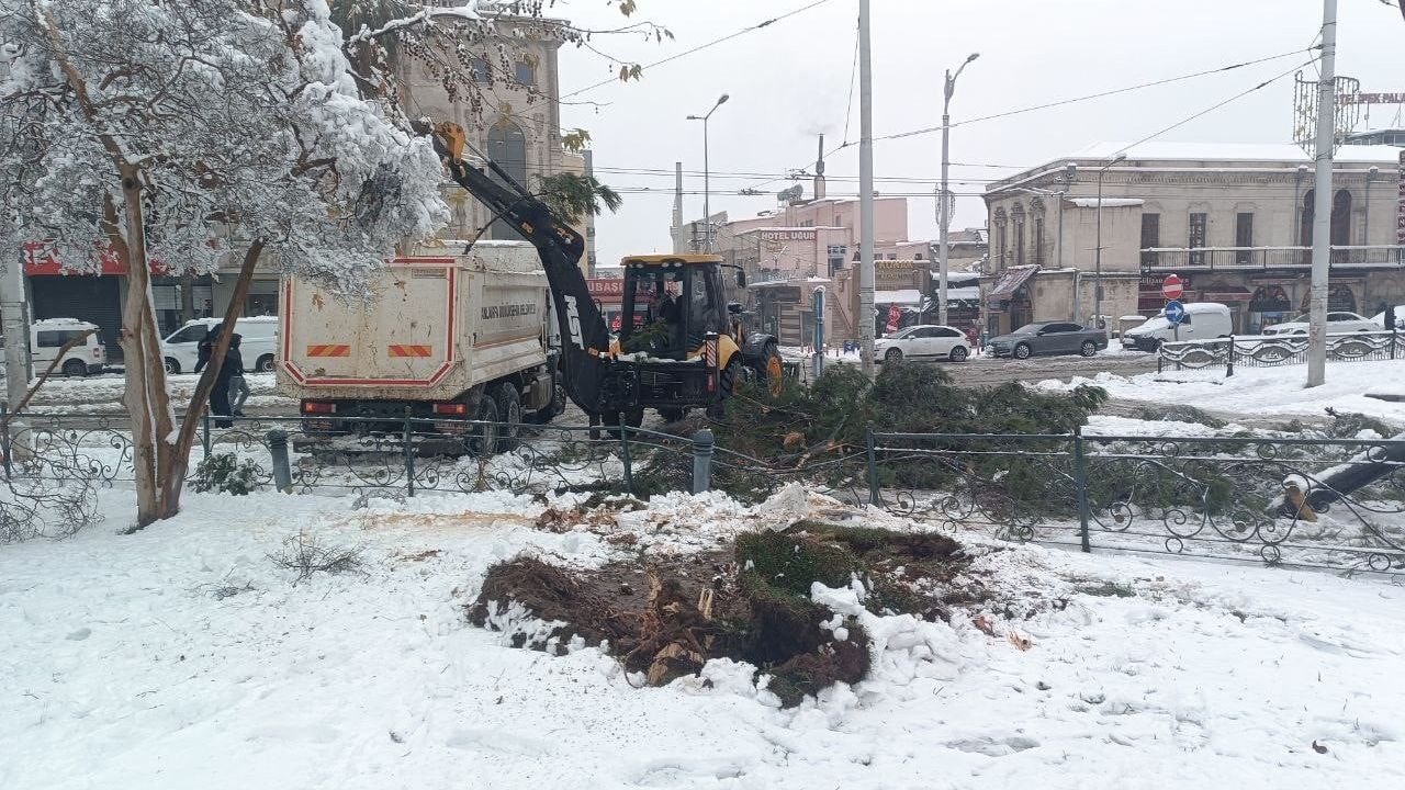 Şanlıurfa'da Yoğun Kar: Ağaçlar Kökünden Devrildi