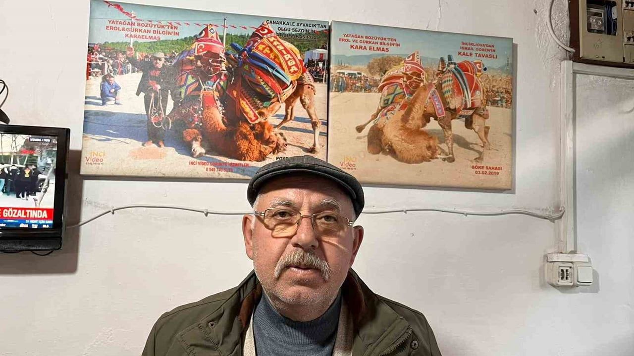 Şap Nedeniyle Deve Güreşleri İptal - Erol Bilgin: 'Kültürümüz Yaşasın'