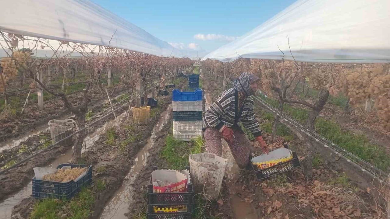 Sarıgöl'de Kış Üzümü Hasadı Sona Erdi — Dalında Muhafaza Üreticilere Avantaj Sağlıyor