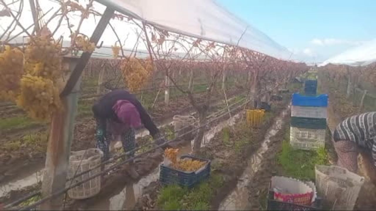 Sarıgöl'de Kış Üzümü Hasadı Sona Geliyor: Dalında Muhafaza Avantajı