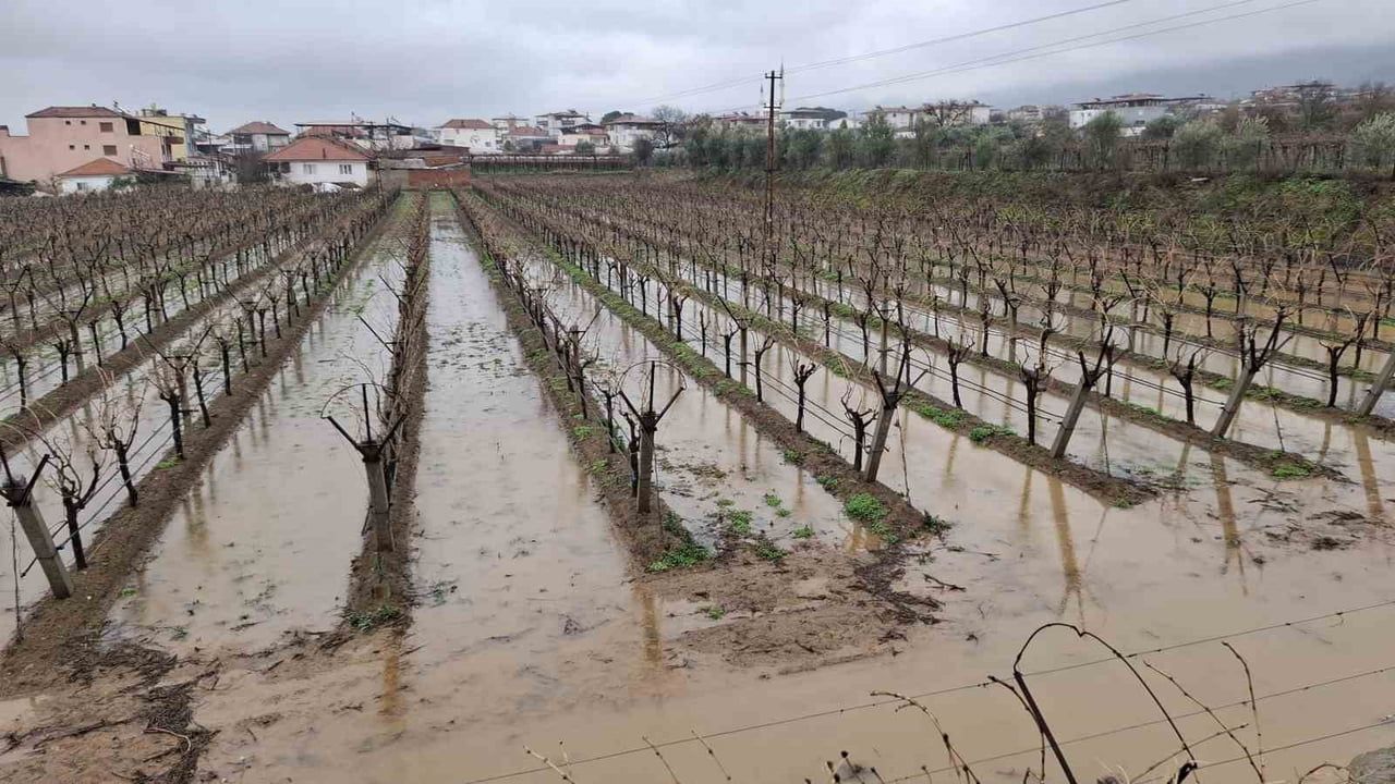 Sarıgöl'de Sağanak Üzüm Bağlarına Nefes Aldırdı