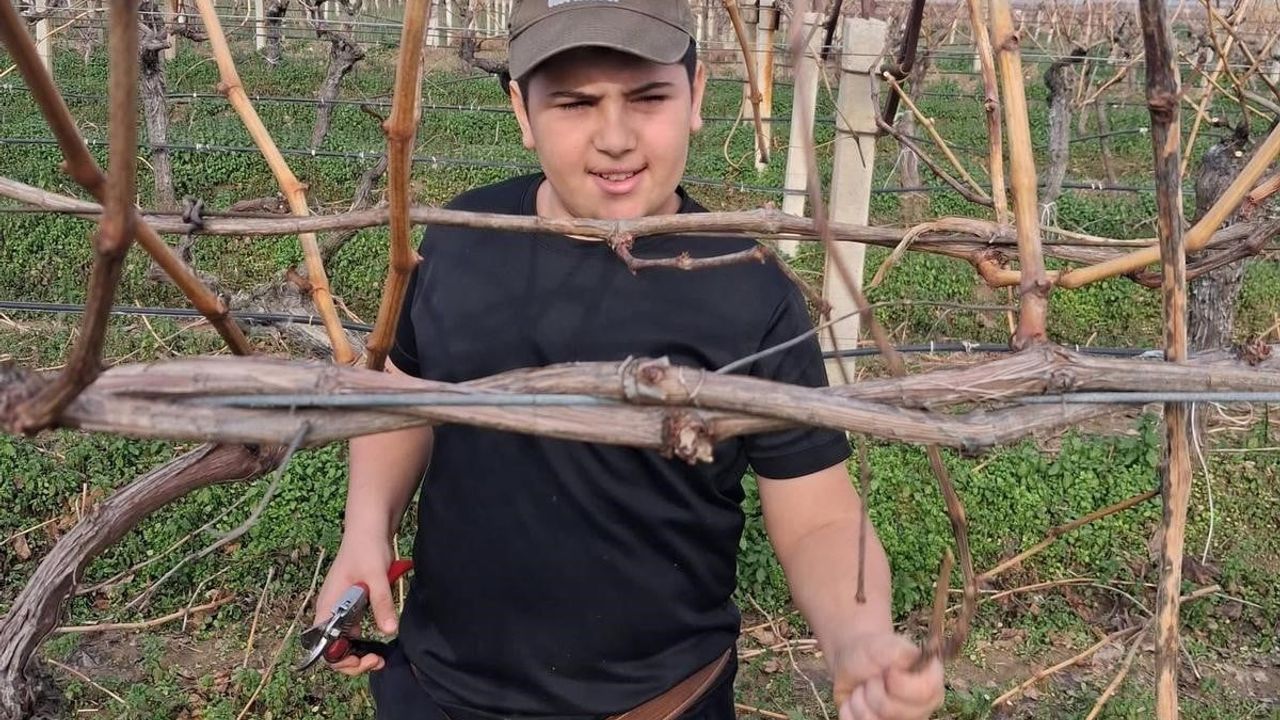 Sarıgöl'de Yağmur Dindi: Üzüm Üreticileri Bağlarda Budama ve Kışlık Gübrelemeye Başladı
