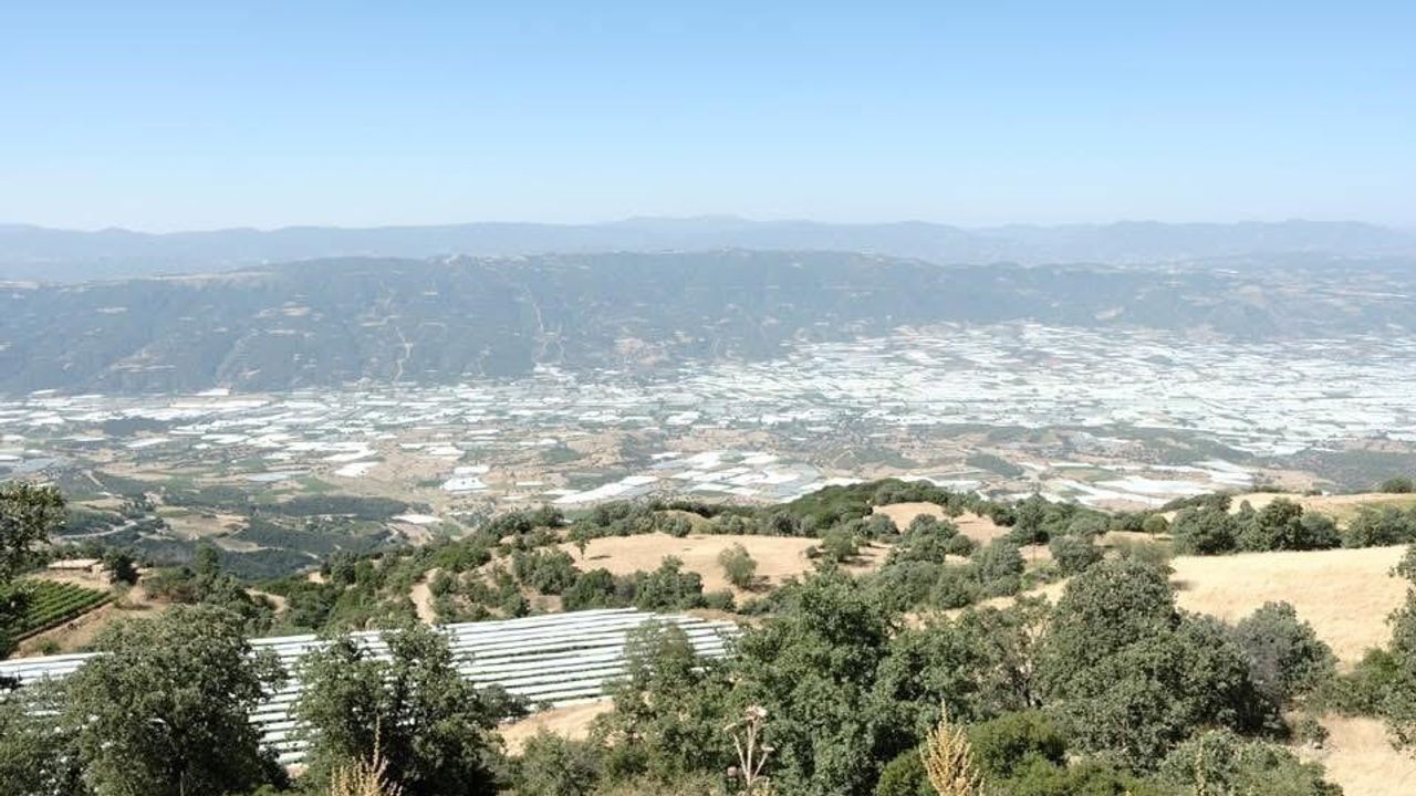 Sarıgöl Ovası'nda Üzüm Bağlarının Beyaz Örtüleri Kaldırıldı