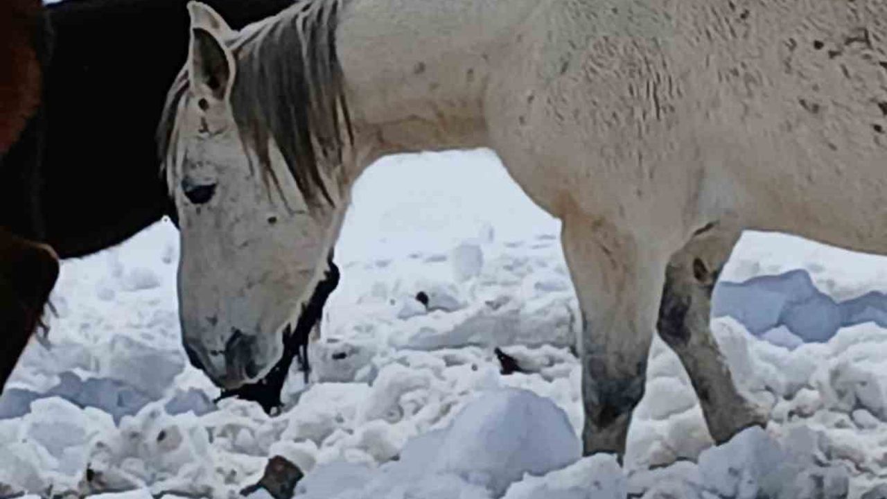 Sason'da Kar Altında Mahsur Kalan Yaklaşık 30 Katır Kurtarıldı
