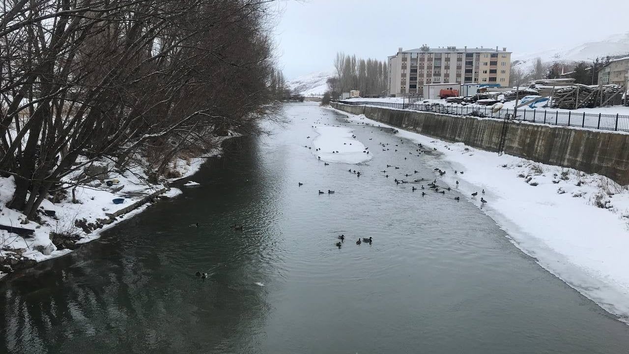 Sibirya’dan Gelen Yeşilbaşlı Ördekler Çoruh Nehri’ni Mesken Tuttu