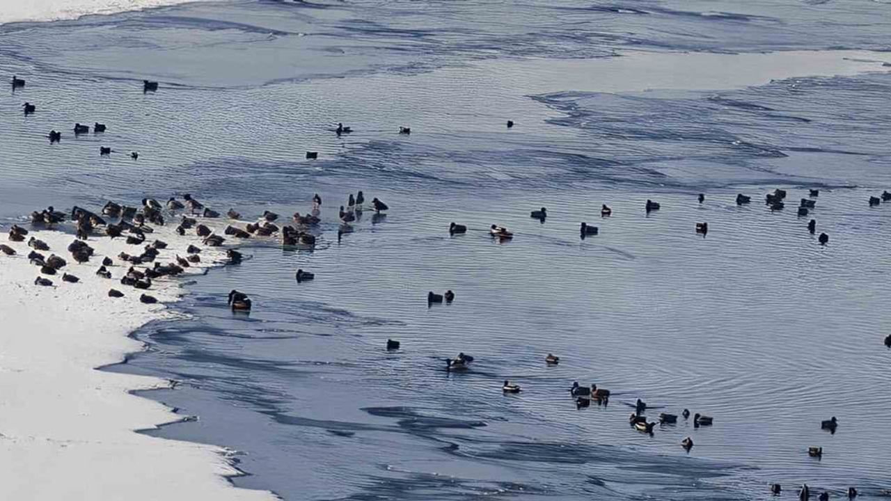 Sibirya Soğukları Aşkale’de Yaban Hayatını Vurdu: HES Baraj Göleti Dondu