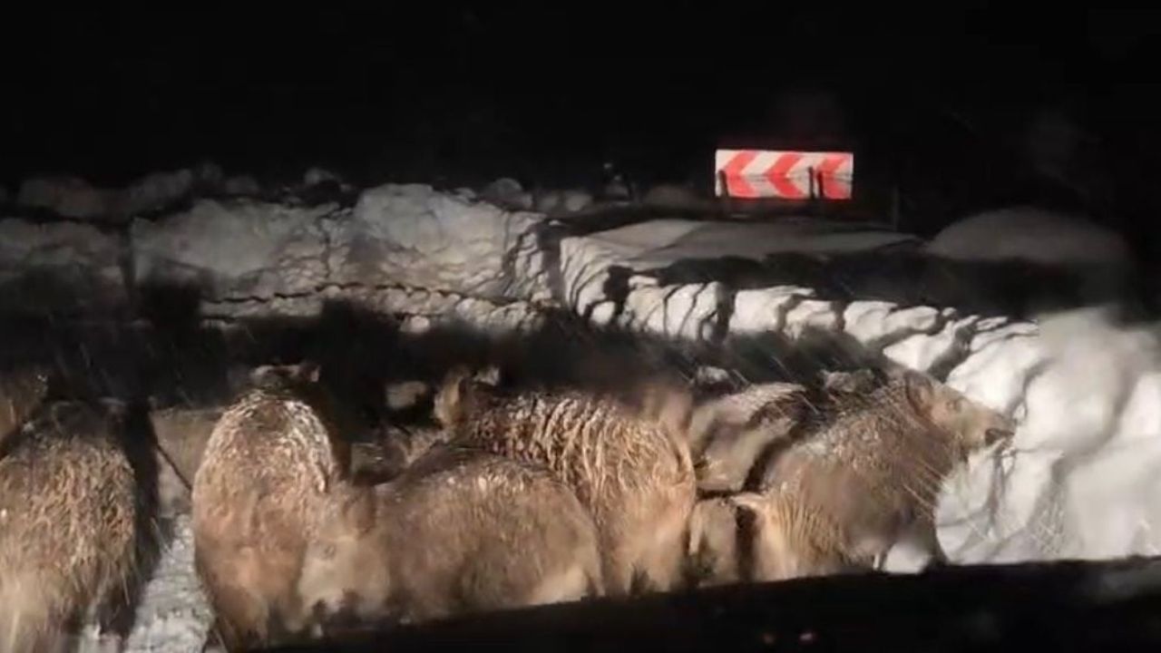 Siirt'te Yaban Domuzu Sürüsü Yol Açma Ekiplerinin Önünde İlerledi