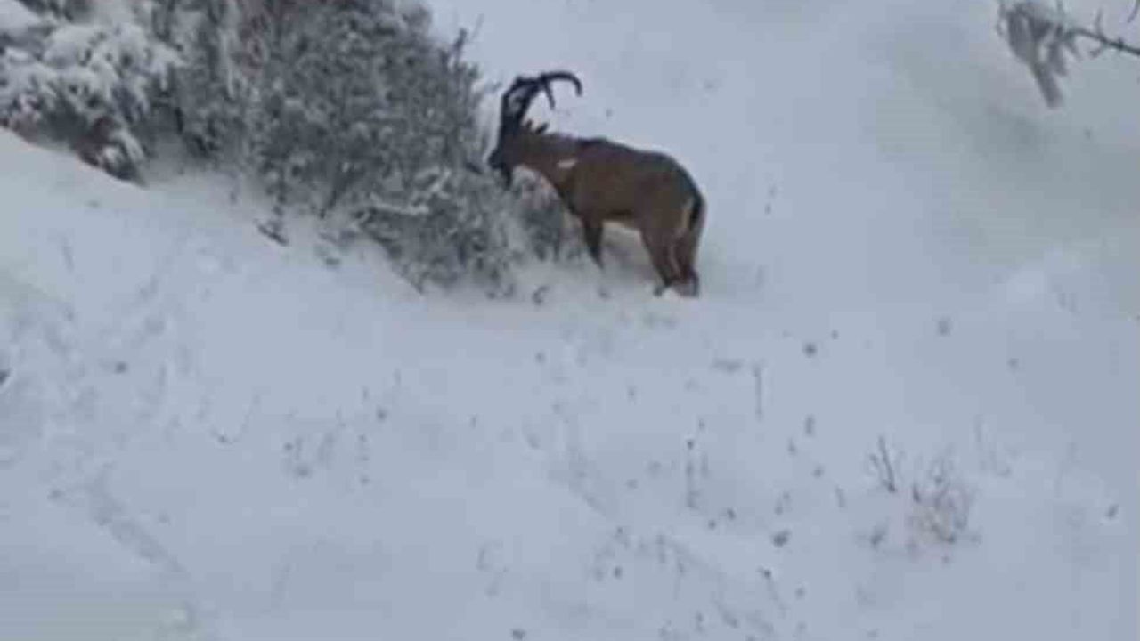 Siirt'te yaban keçileri sürü halinde görüntülendi