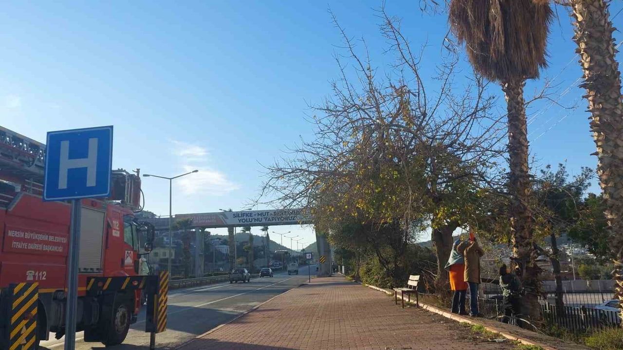 Silifke'de palmiye tepesindeki mahsur kedi itfaiye tarafından kurtarıldı