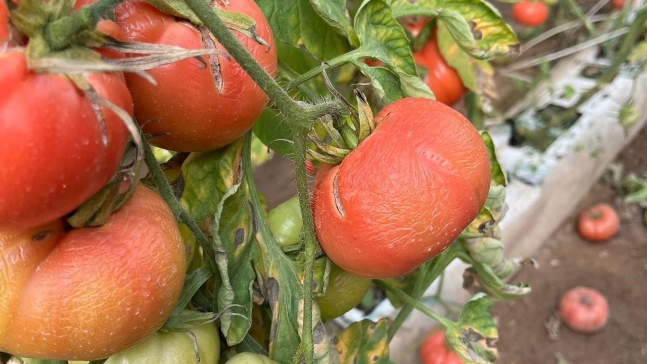 Simav'da Sıcak Seralarda Zirai Don Zararları Tespit Edildi