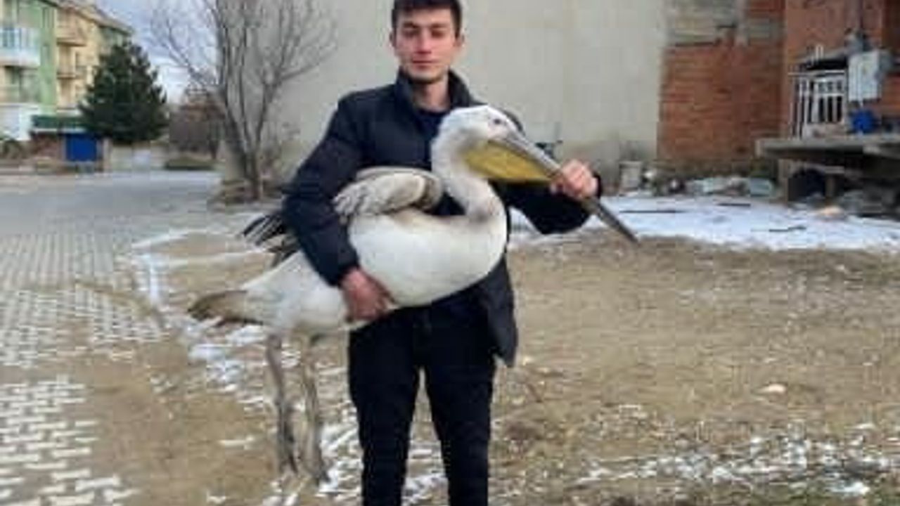 Sinanpaşa'da Sokakta Bulunan Yaralı Pelikan Koruma Altına Alındı