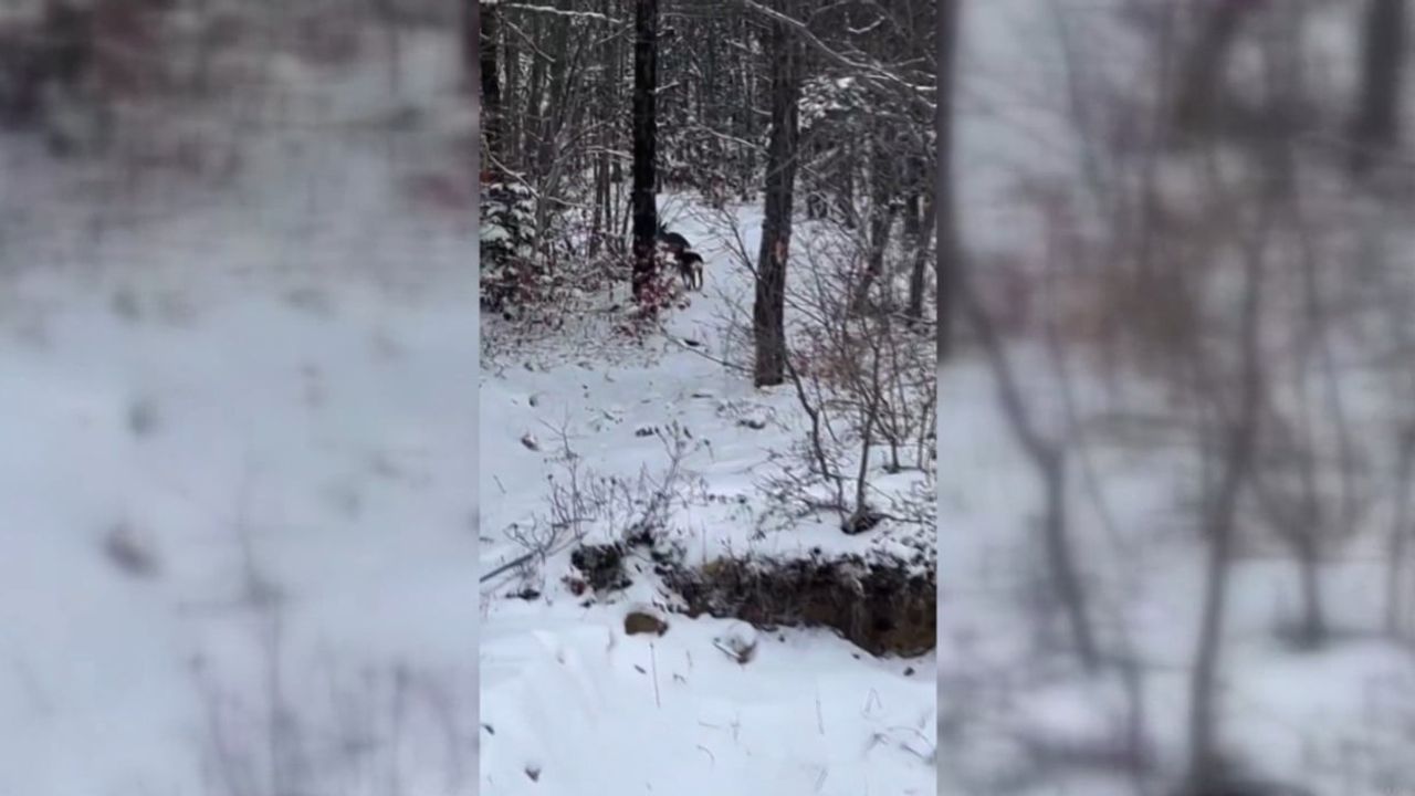 Sinop Ayancık'ta Karacalar Kamerada: Çangal Dağı'nda Kışta Besin Arayışı