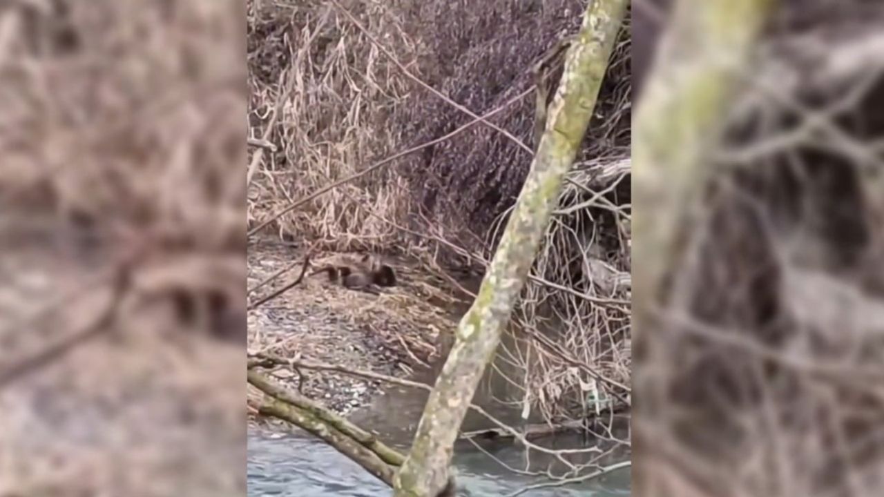 Sinop Boyabat’ta Nesli Tehlike Altında Üç Su Samuru Görüldü