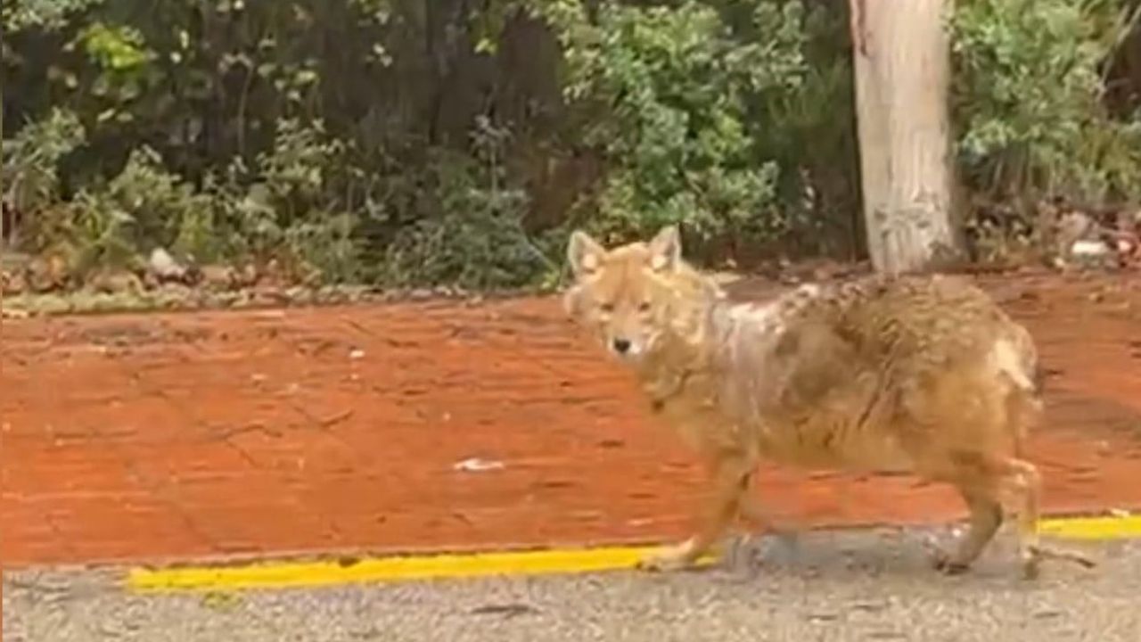 Sinop'ta 'gurme' çakal: Leblebiyi reddetti, fındığa yöneldi