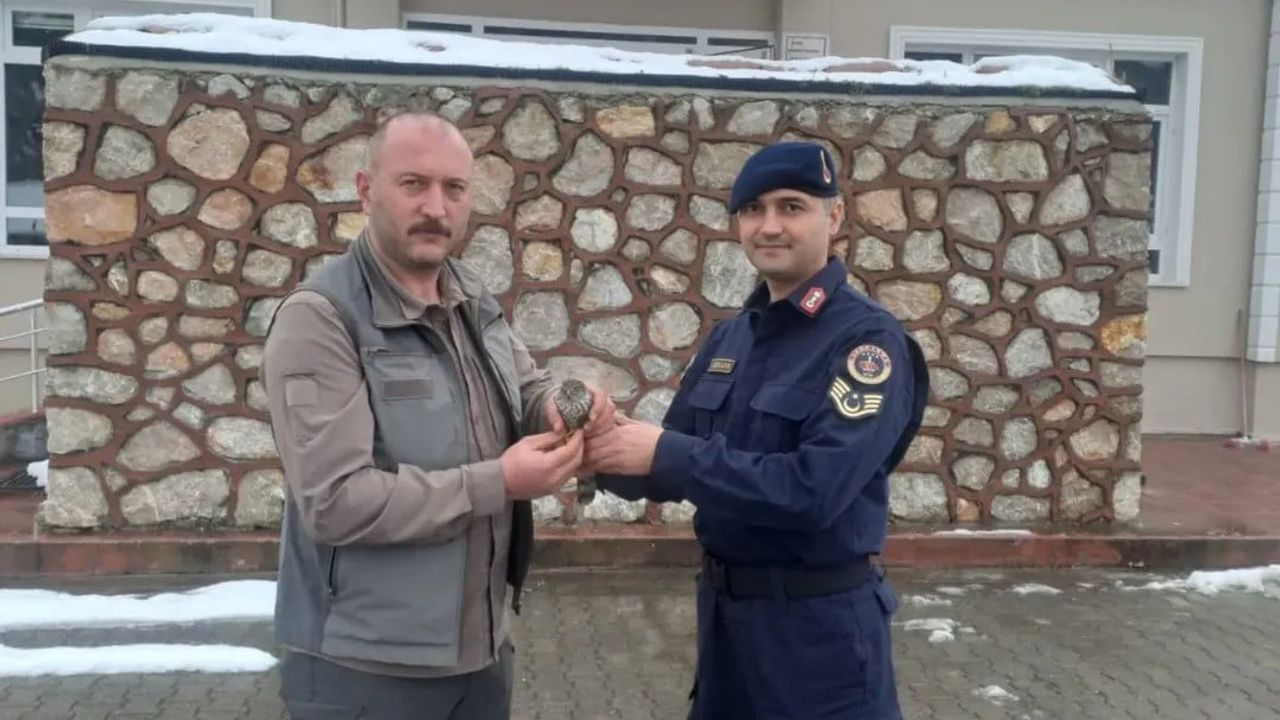 Sinop'ta Jandarma Yaralı Kuşa Umut Oldu
