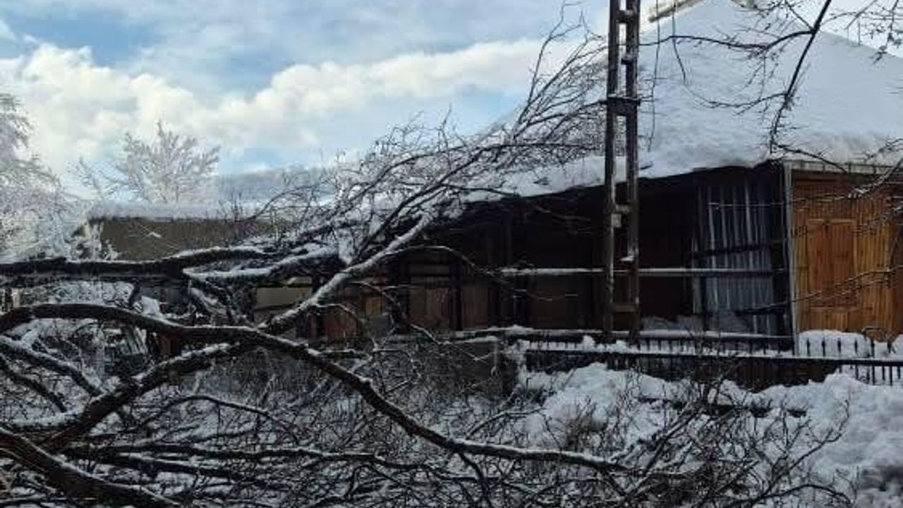 Sinop'ta Türkeli-Ayancık Yolunda Ağaç Devrildi, Trafik Kapatıldı