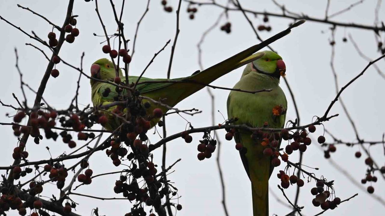 Şirintepe Mahallesi'nde Papağanlar Parkı Mesken Tuttu