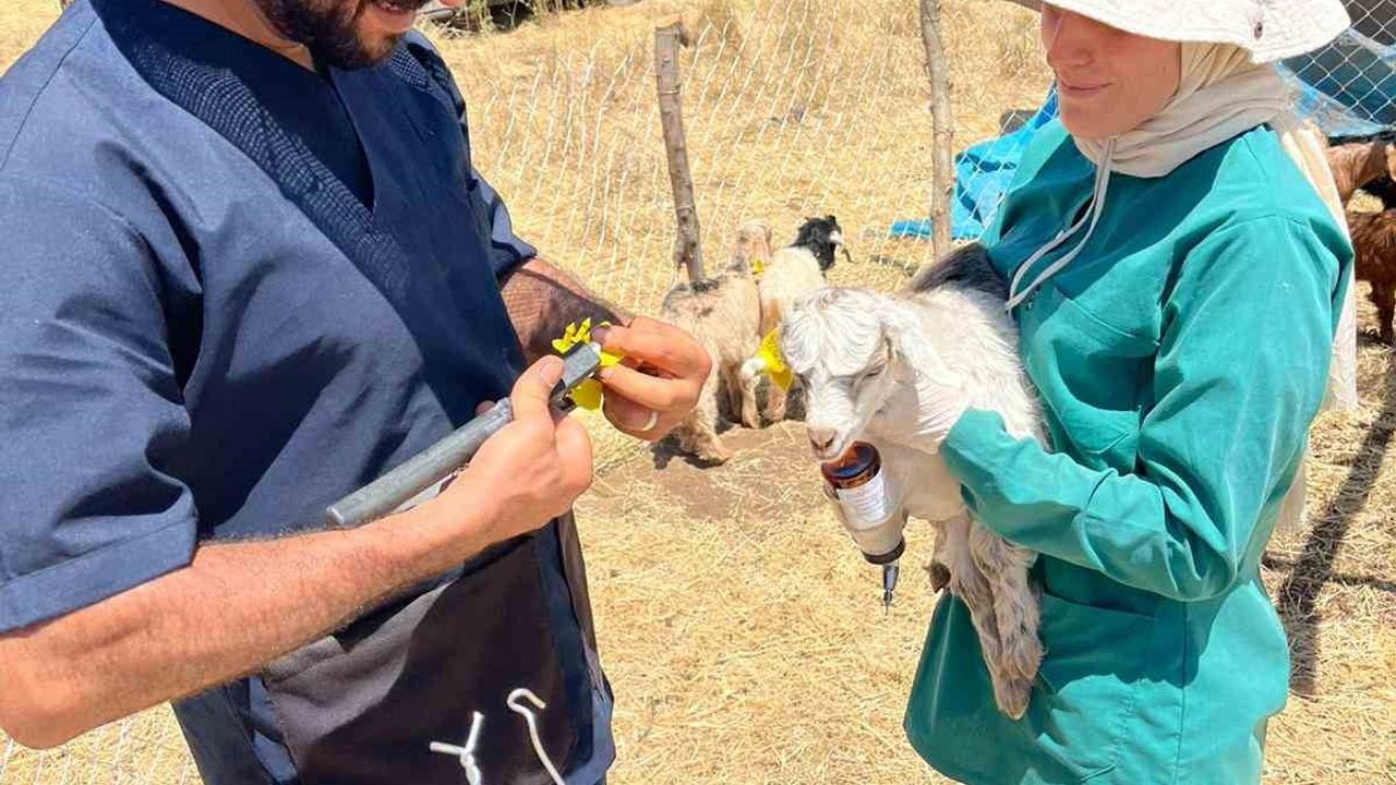 Şırnak'ta 2025'te Hayvancılık Atağı: 136 Milyon 554 Bin TL Destek