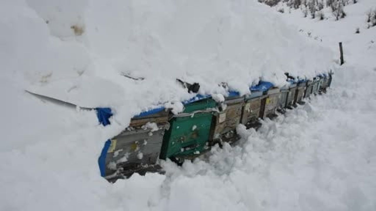 Şırnak'ta Çığ Altında Kalan Bal Arıları Köylülerce Kurtarıldı