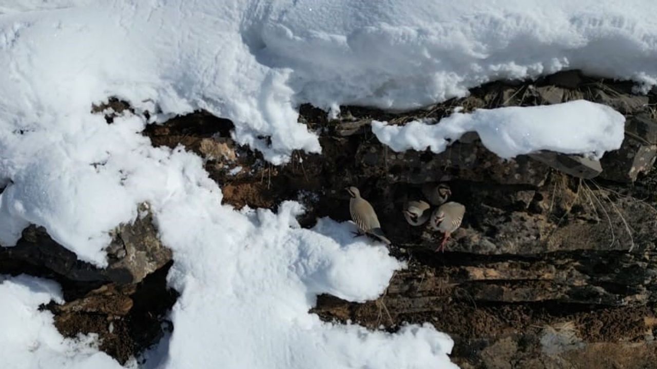 Şırnak'ta Keklik Sürüleri Beytüşşebap'ta Sıcak Bölgelere İndi