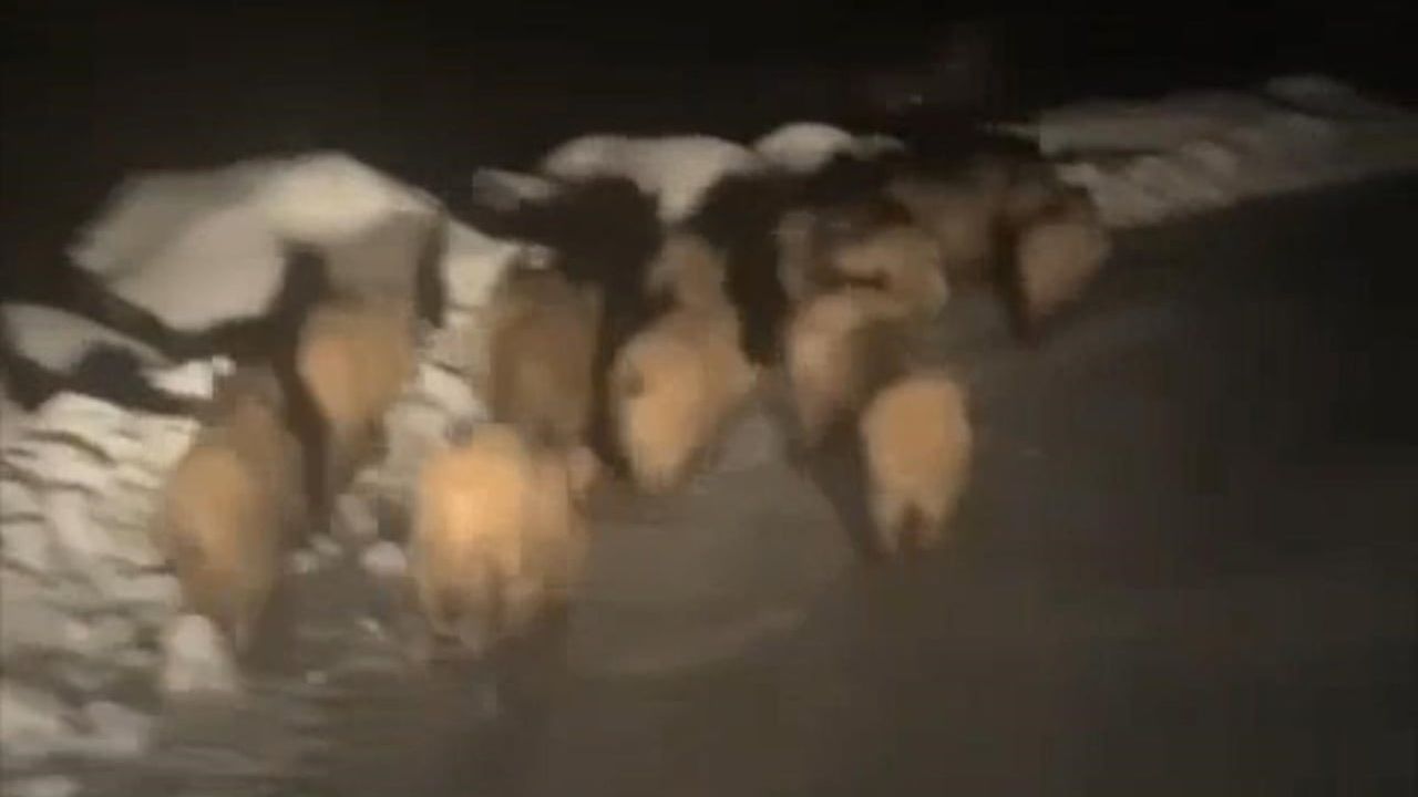 Şırnak'ta yiyecek arayan domuz sürüleri köylere indi