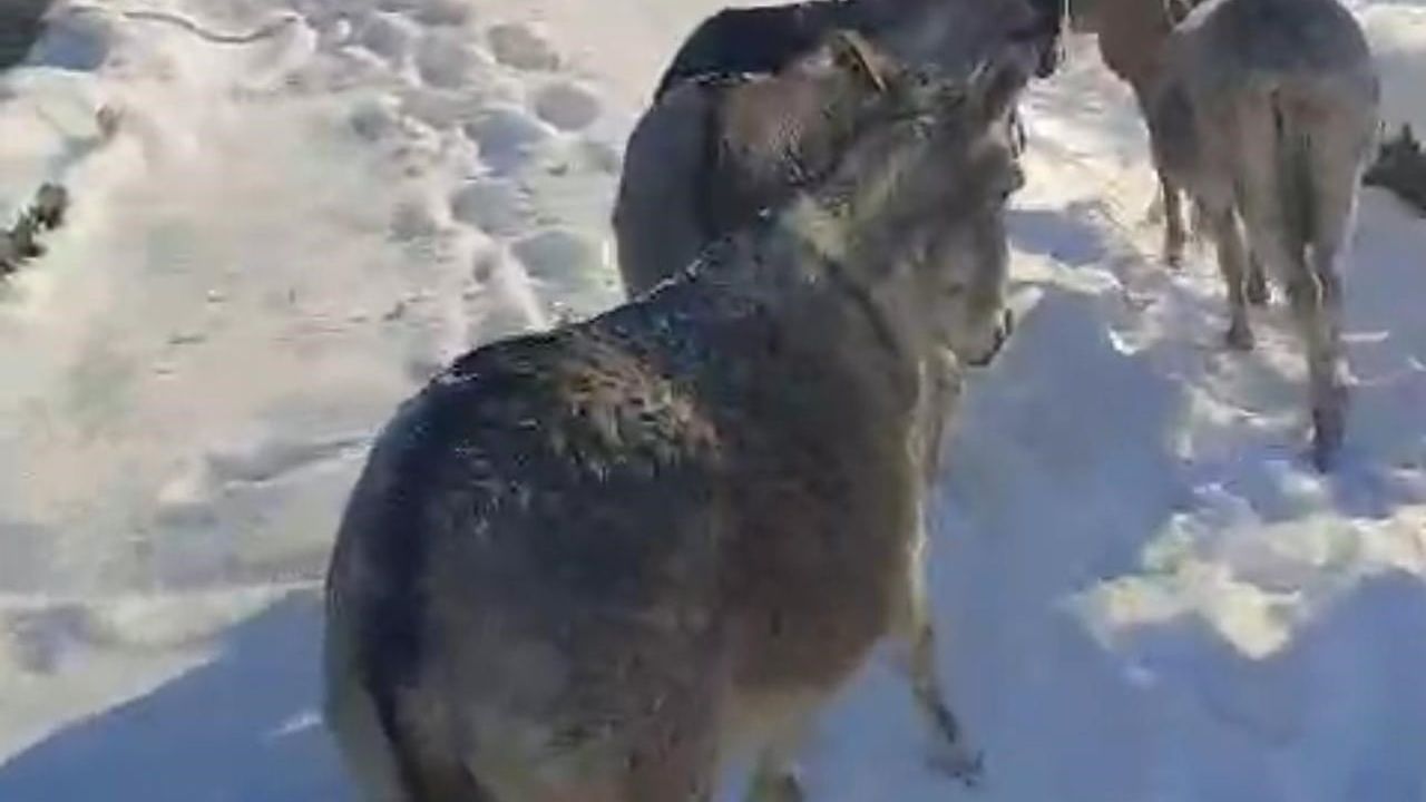 Şırnak’ta Yüzlerce Sokak Hayvanı Barınaklara Toplandı