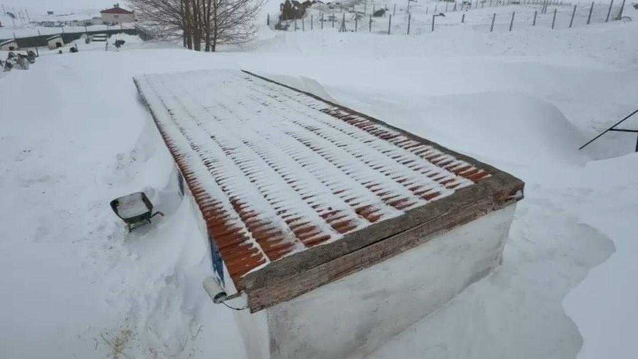 Sivas Altınyayla'da Kangal Yetiştiricisi Kara Saplandı, Çiftlikte 2 Metrelik Kar