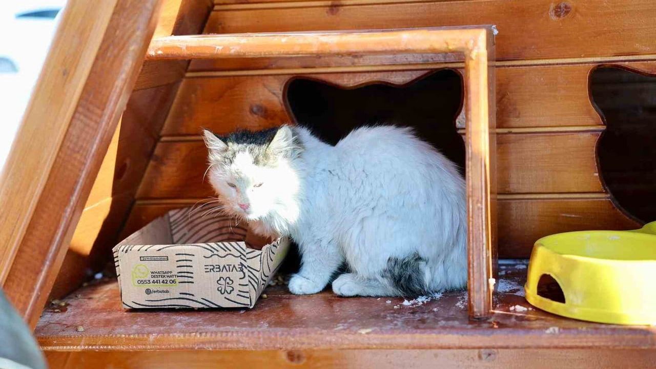 Sivas Belediyesi'nden Kedi Evlerine Düzenli Mama Desteği