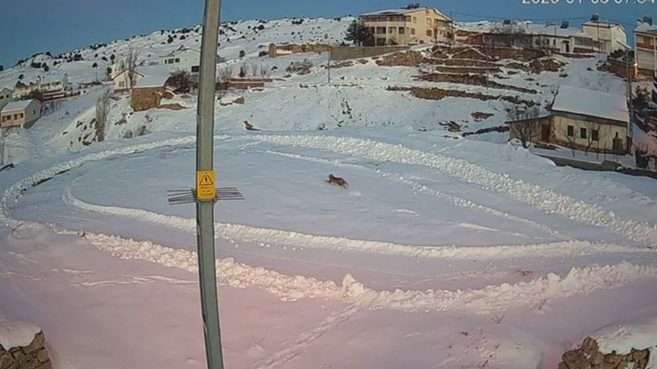Sivas Kılıçköy'de Vaşak-Kurt Kovalamacası Güvenlik Kamerasında