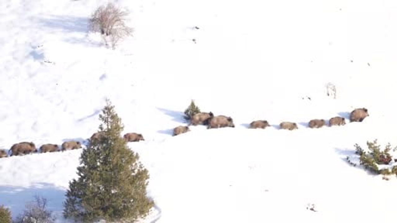 Sivas'ta -20°C'de Suya Giren Domuz Sürüsü Kamerada