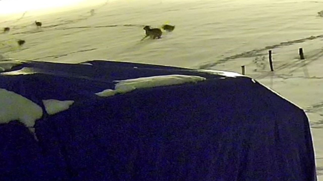 Sivas'ta 6 kurt çiftlik köpeğini parçalayarak sadece postunu bıraktı