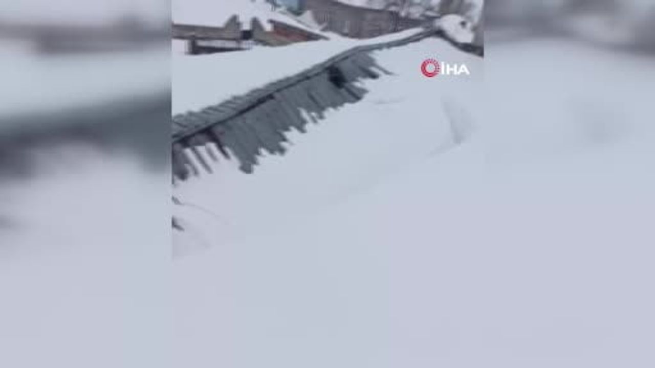 Sivas'ta Ahır Çatısı Çöktü: İnekler Komşuların Yardımıyla Kurtarıldı