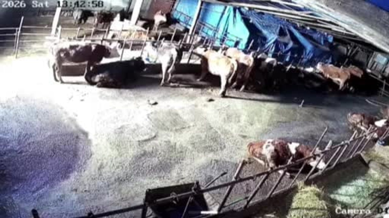 Sivas’ta Ahır Kar Yüküyle Çöktü — Güvenlik Kamerası Kaydetti