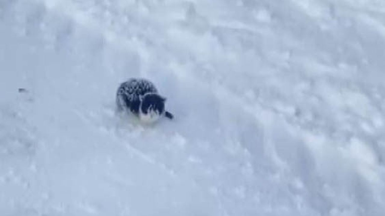 Sivas'ta Donmak Üzere Olan Yavru Kedi Kurtarıldı