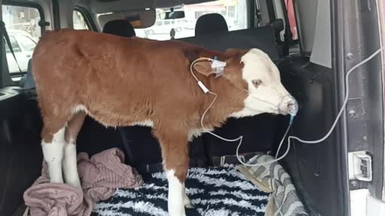 Sivas’ta Duman Zehirlenmesi: 6 Günlük Buzağıya Bagajda Acil Müdahale