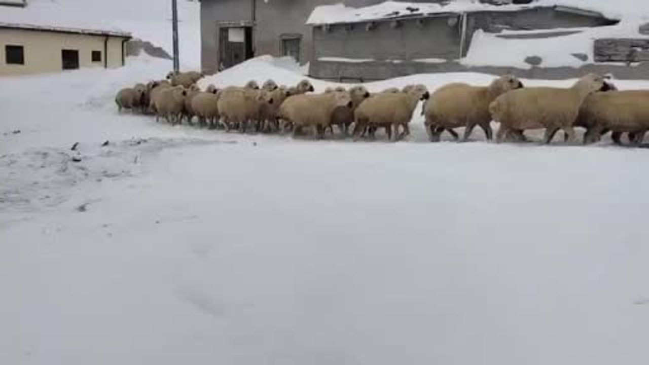 Sivas'ta Kar 2 Metreyi Aştı: Hayvancılar Zorlanıyor