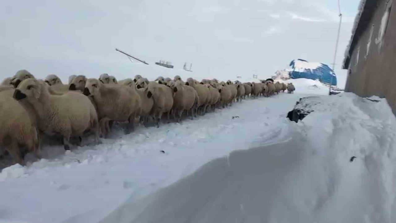 Sivas'ta Kar Kalınlığı 2 Metreyi Aştı: Hayvancılık Zorluk Yaşıyor